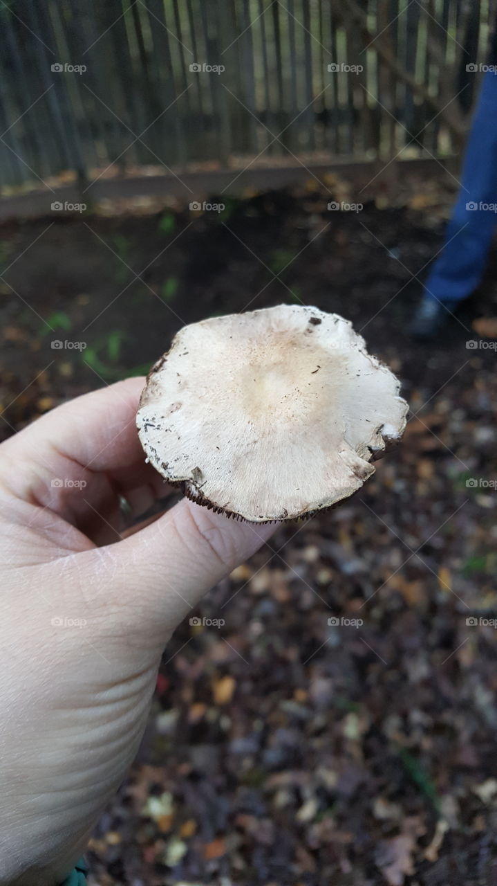 mushroom