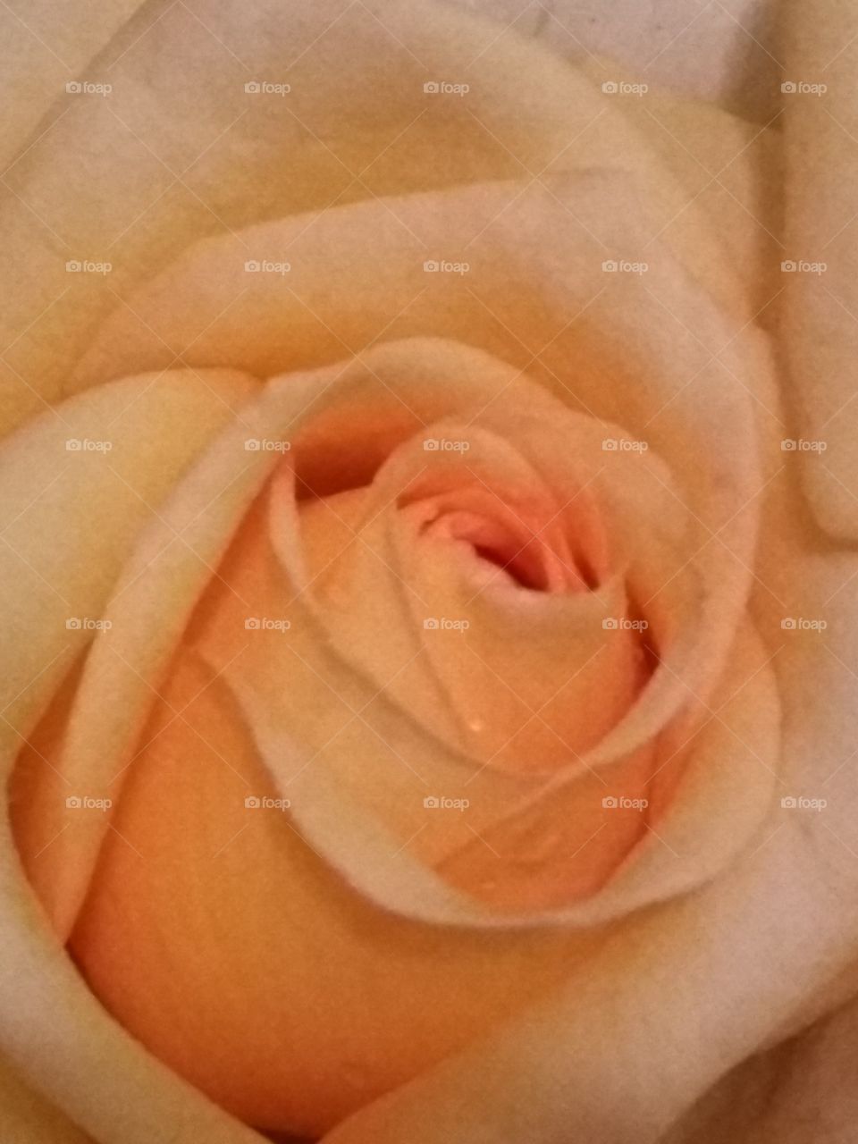 Perfect rose bloom