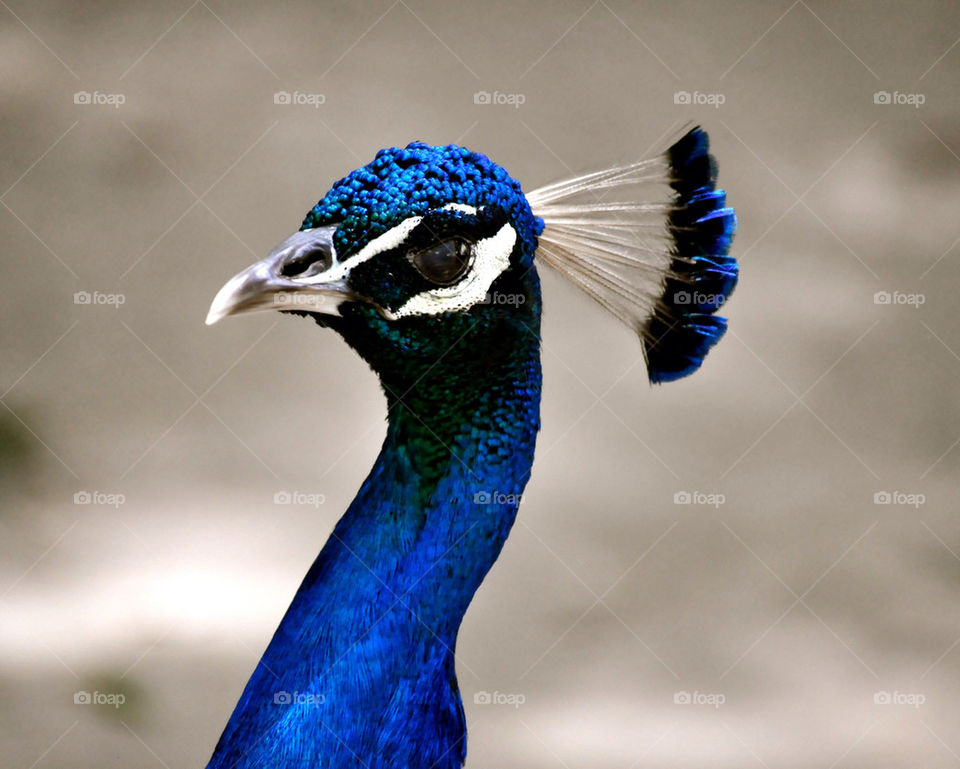 outdoors colors animal usa by refocusphoto