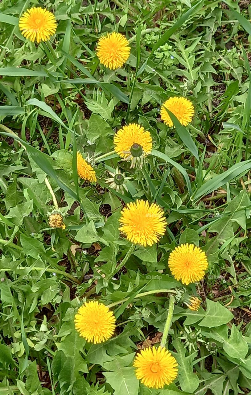 Dandelions' geometry: triangle and square of flowers