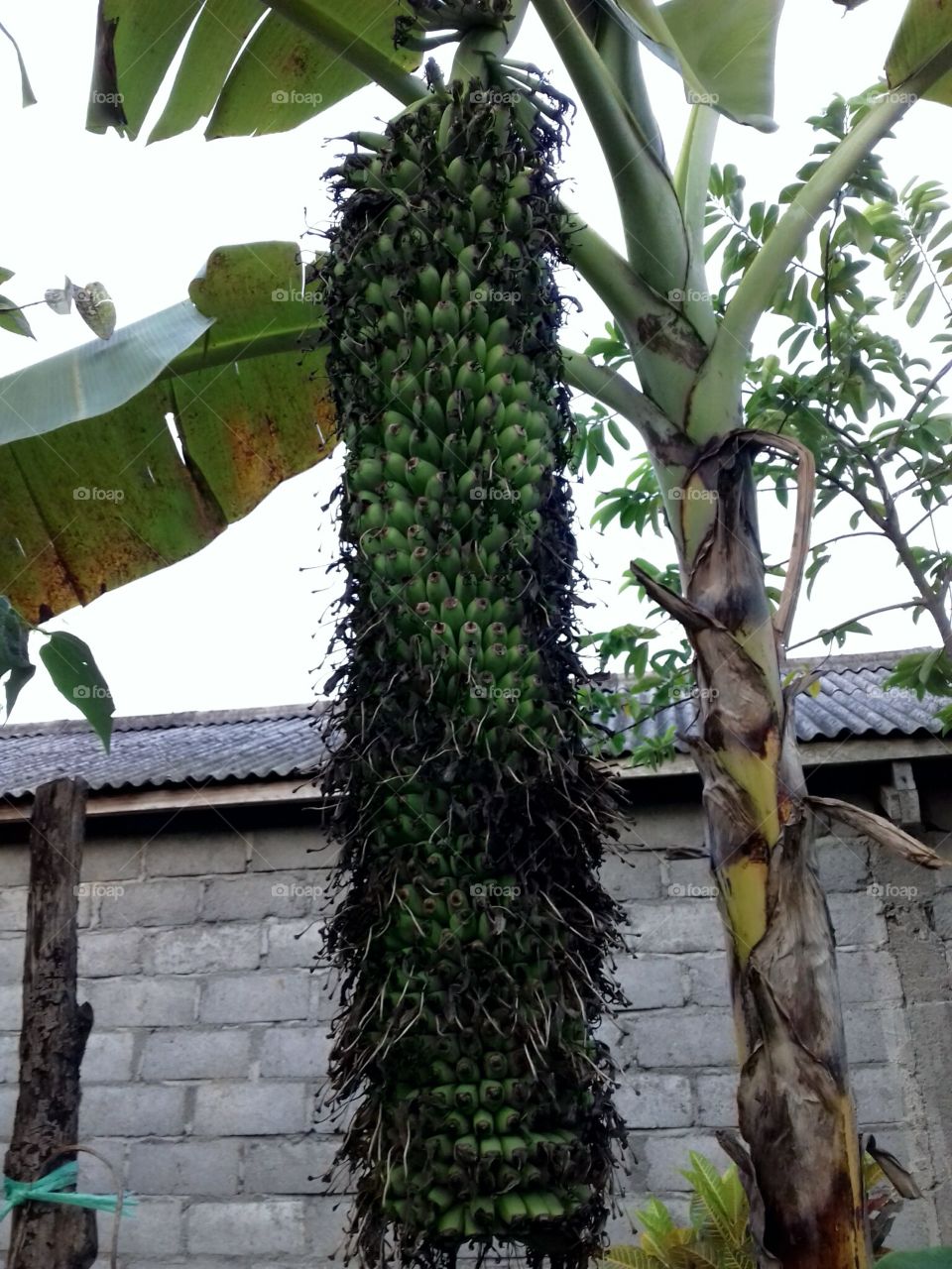long bananas