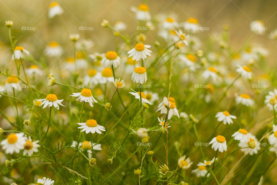 Daisies