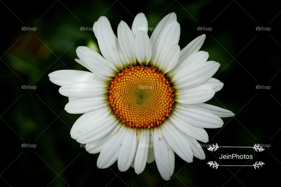 Beautiful flower. Macro. Photo taken with a sonya6000 camera.