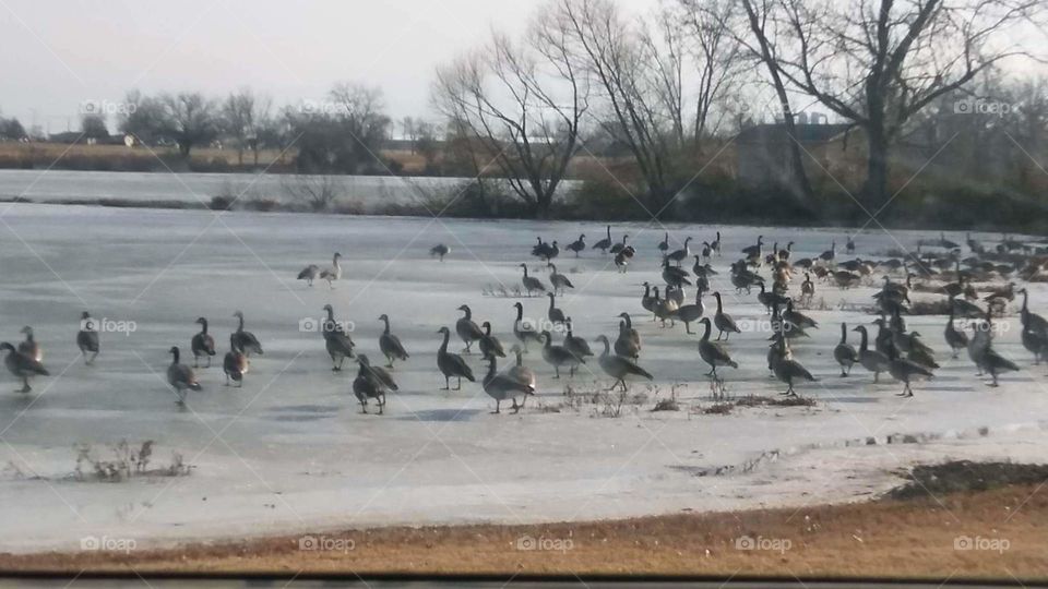 Geese Go Skating