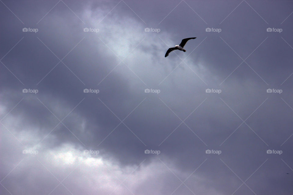 Clouds and seagull