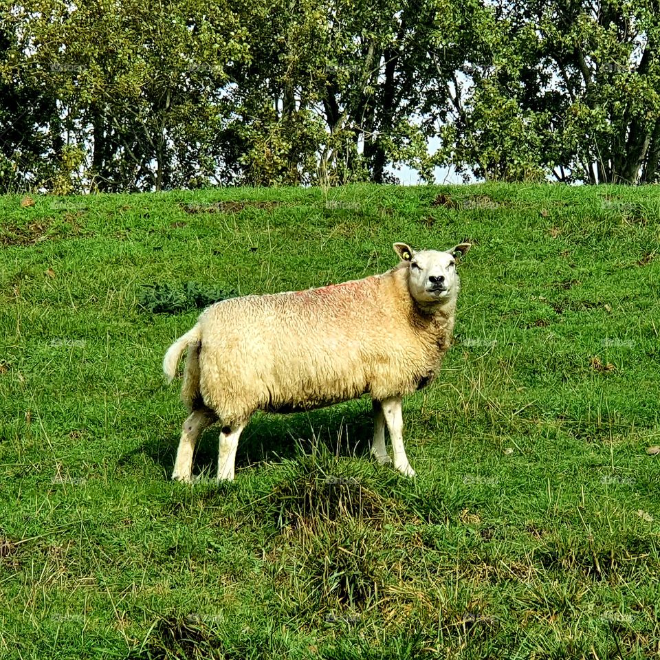A sheep on the dike Outside