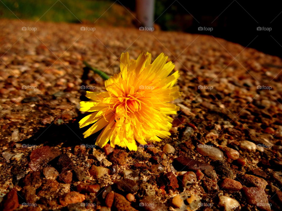 flower on macro