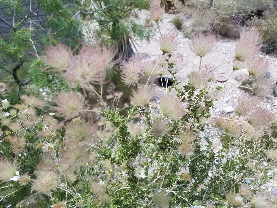 soft pink white desert flowers