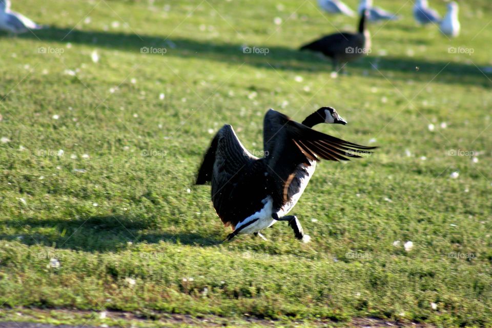 Canada goose