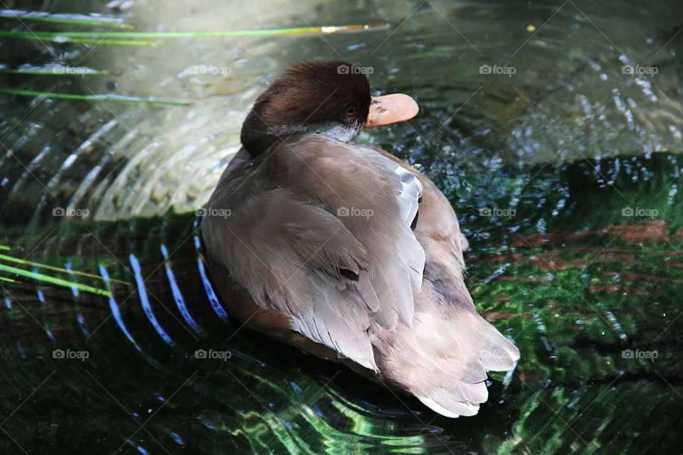 Bird in water 