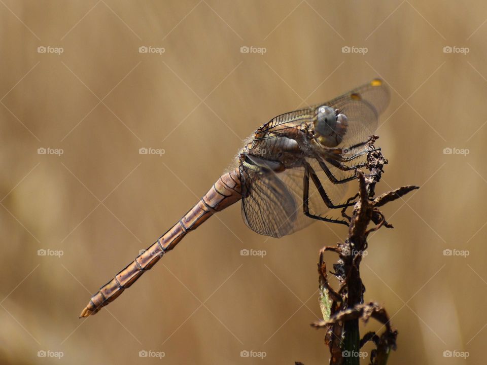 Dragonfly 