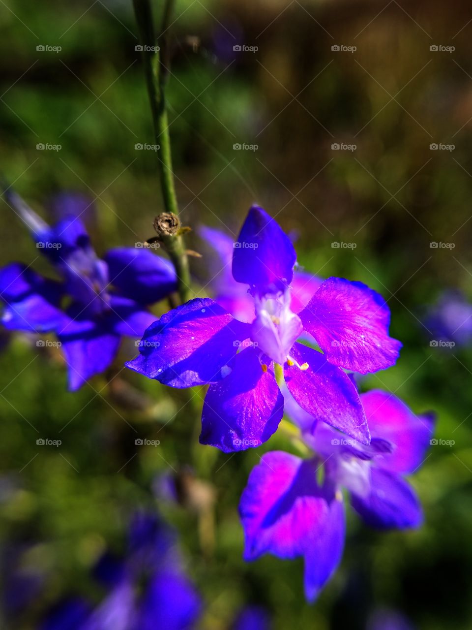 purple flower