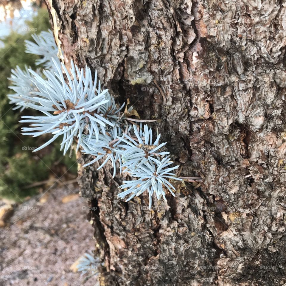 Blue Spruce branch shoots growing out of the trunk of a landscaped Blue Spruce tree in Central Oregon. 