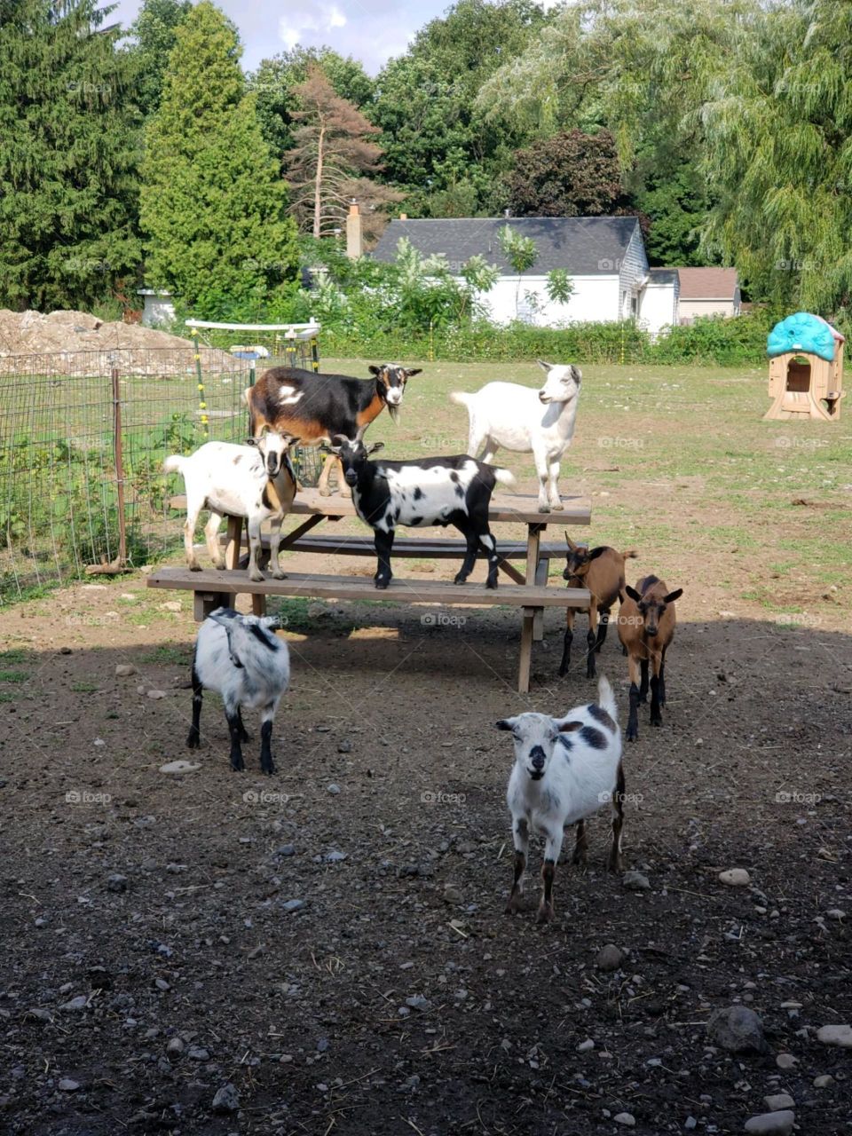 Goats in a pose. 
