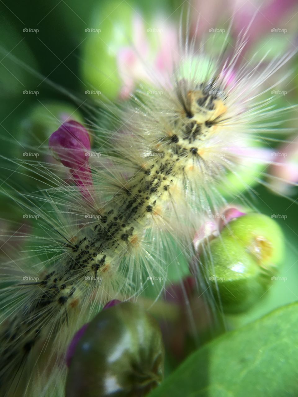 Caterpillar 