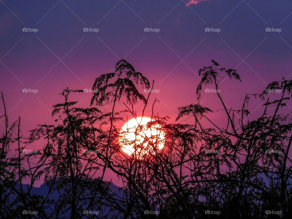 Sunset or dusk with silhouette tree -looking very colourful and attractive as a wallpaper.