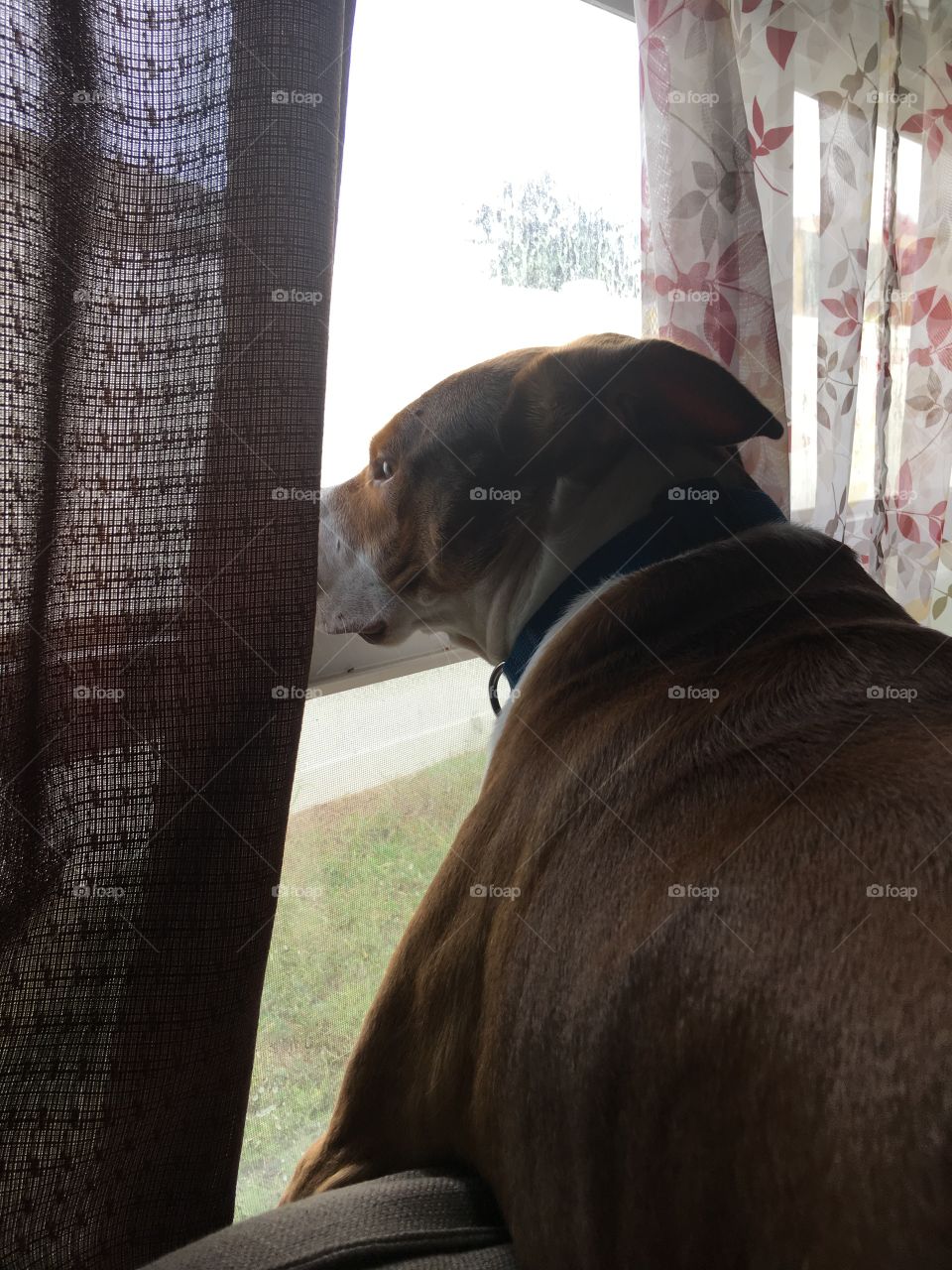 Red nose pitbull looking out a window 