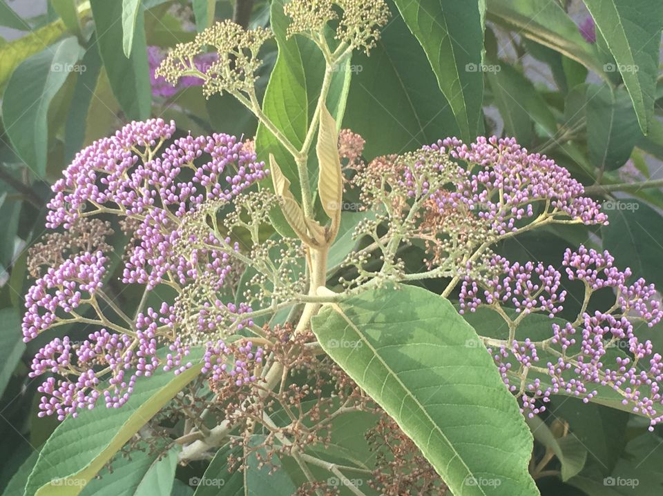 Flower! Lide! Colors 