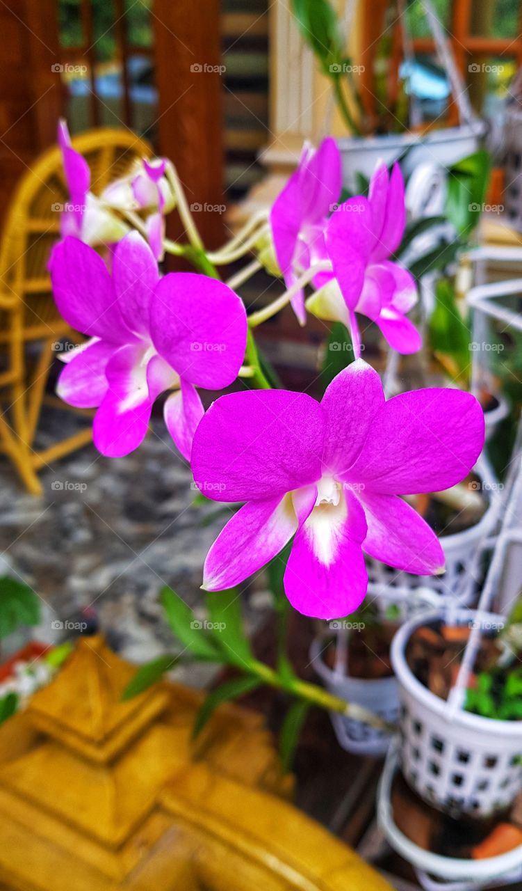 Violet Orchid with White Beautiful marks...