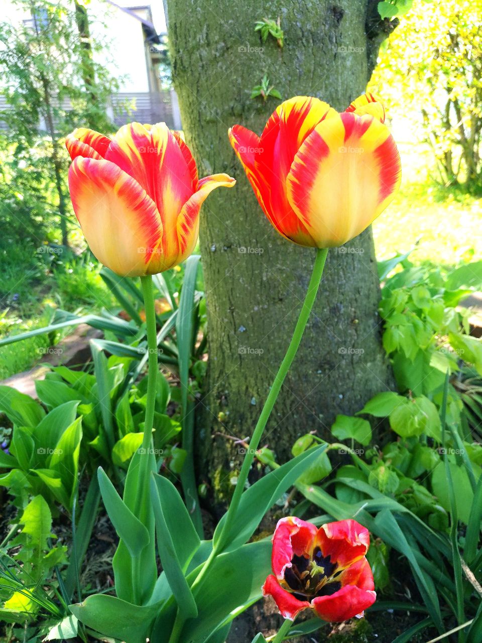 tulips