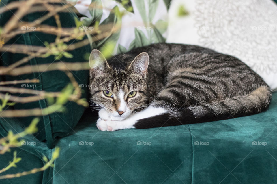 Cute cat laying on a green sofa