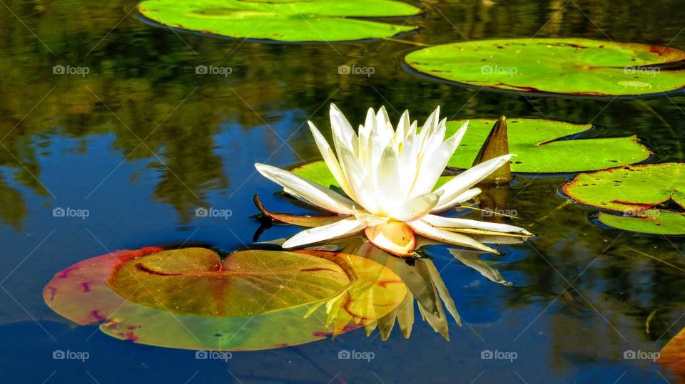 Lilypad amongst sky reflection