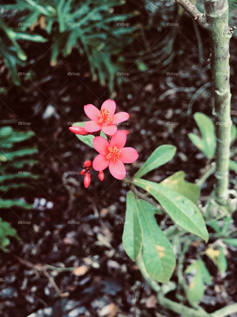 Is small red flower