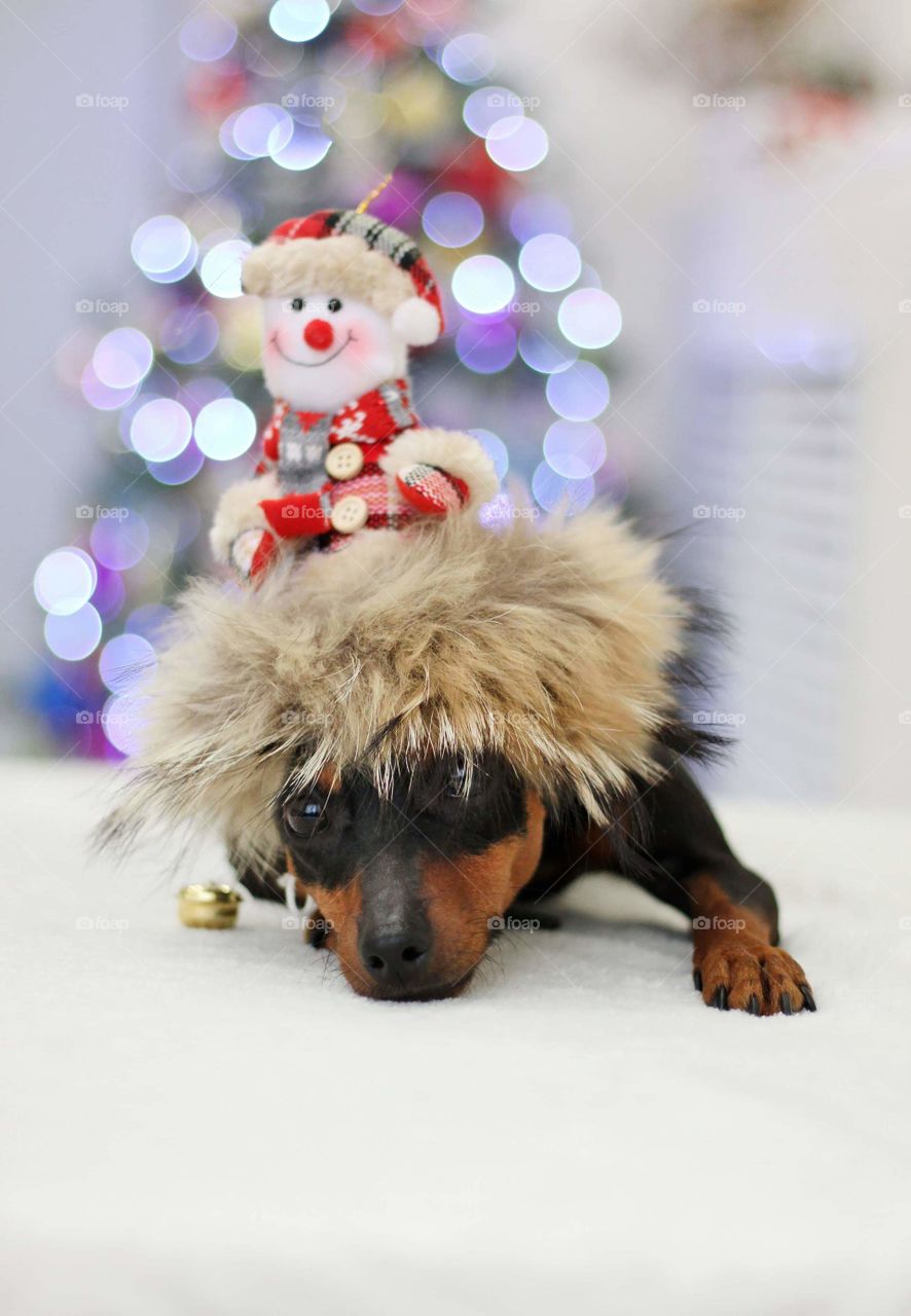 Christmas pinscher dog