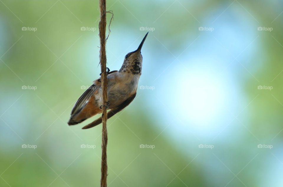 Curious hummingbird