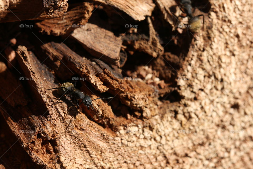 ants inside trunk