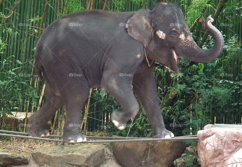 Elephant show at Bangkok safari