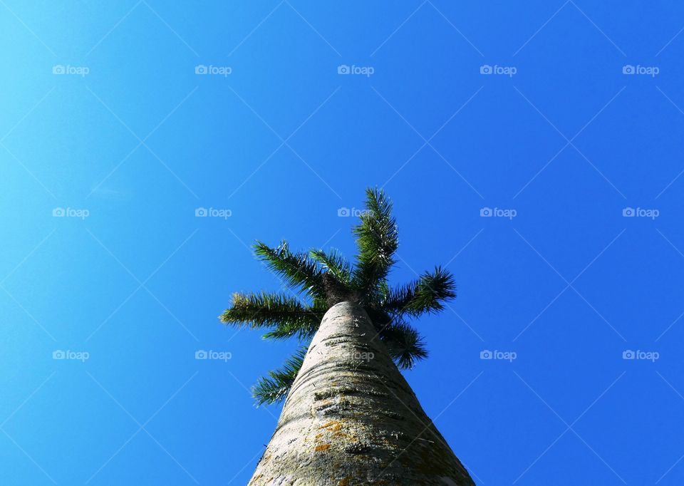 Royal Palm tree at Richardson Park, Wilton Manors, Florida