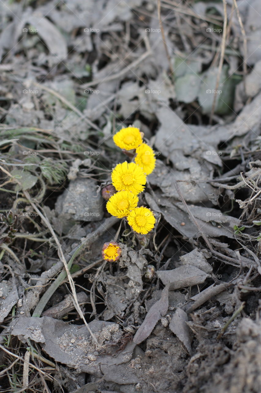 spring flowers