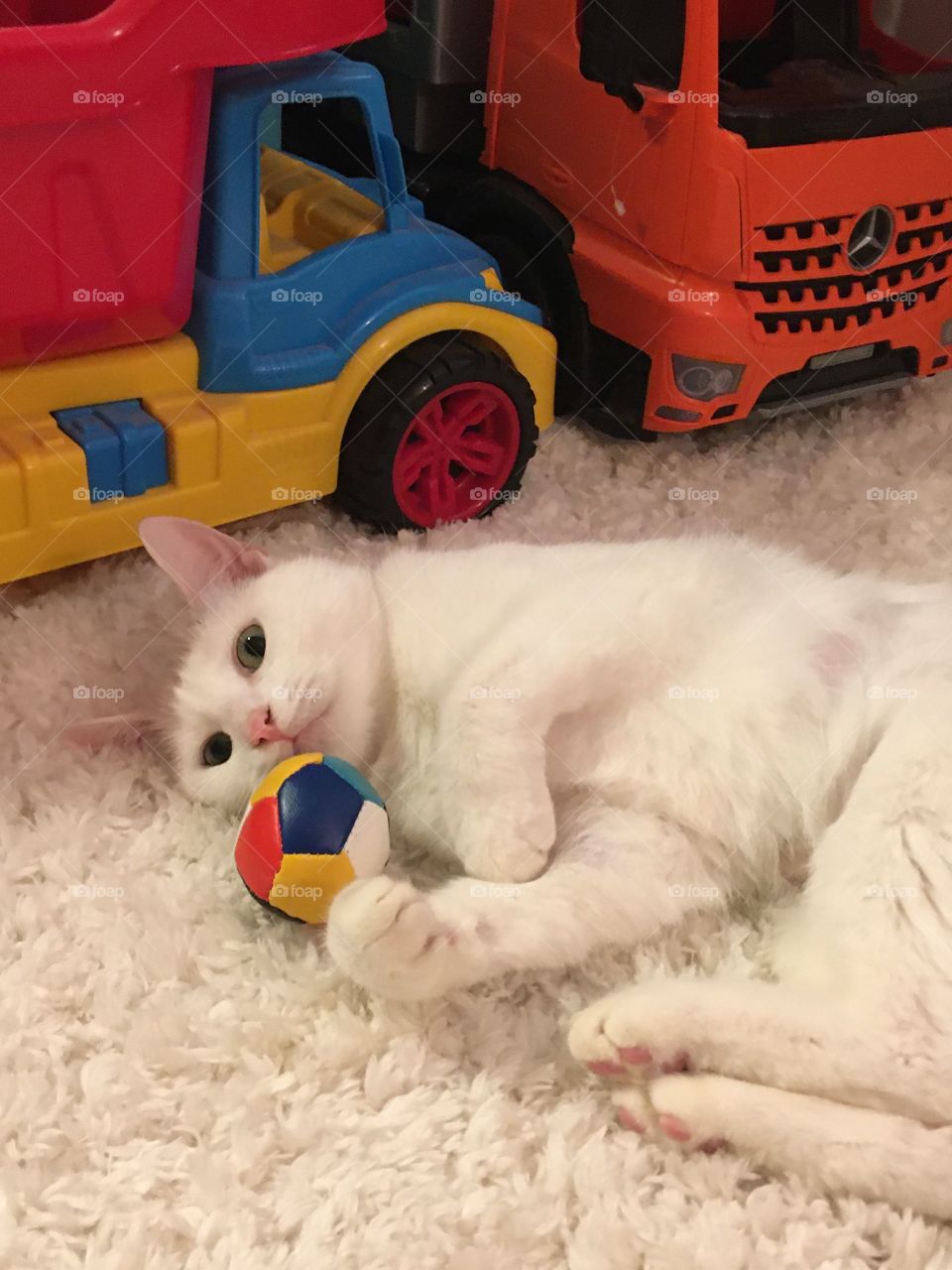 Cute white cat with colorful ball. Kitten. Domestic animals.