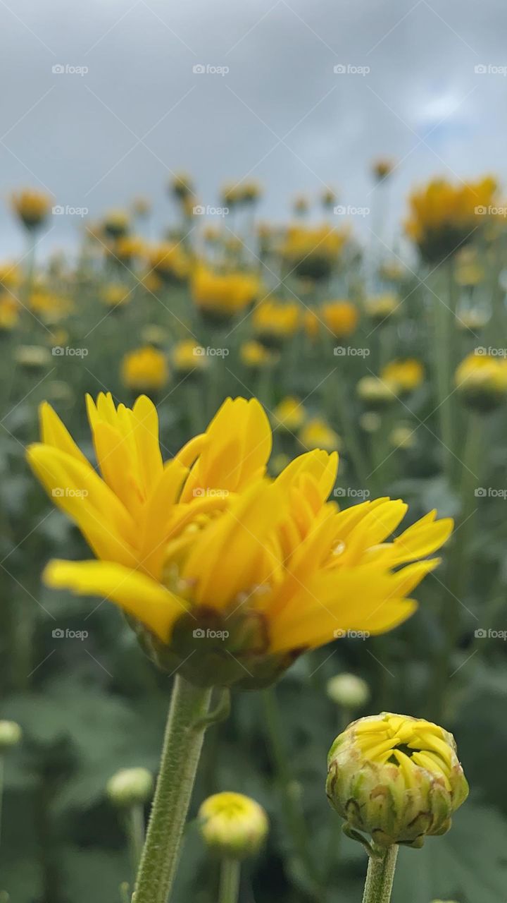 True beauty comes from being who you really are, not what others want you to be!