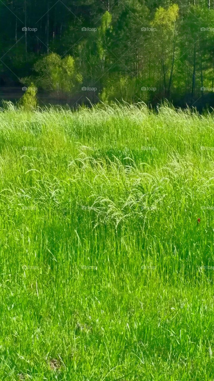 wind blowing tall grass