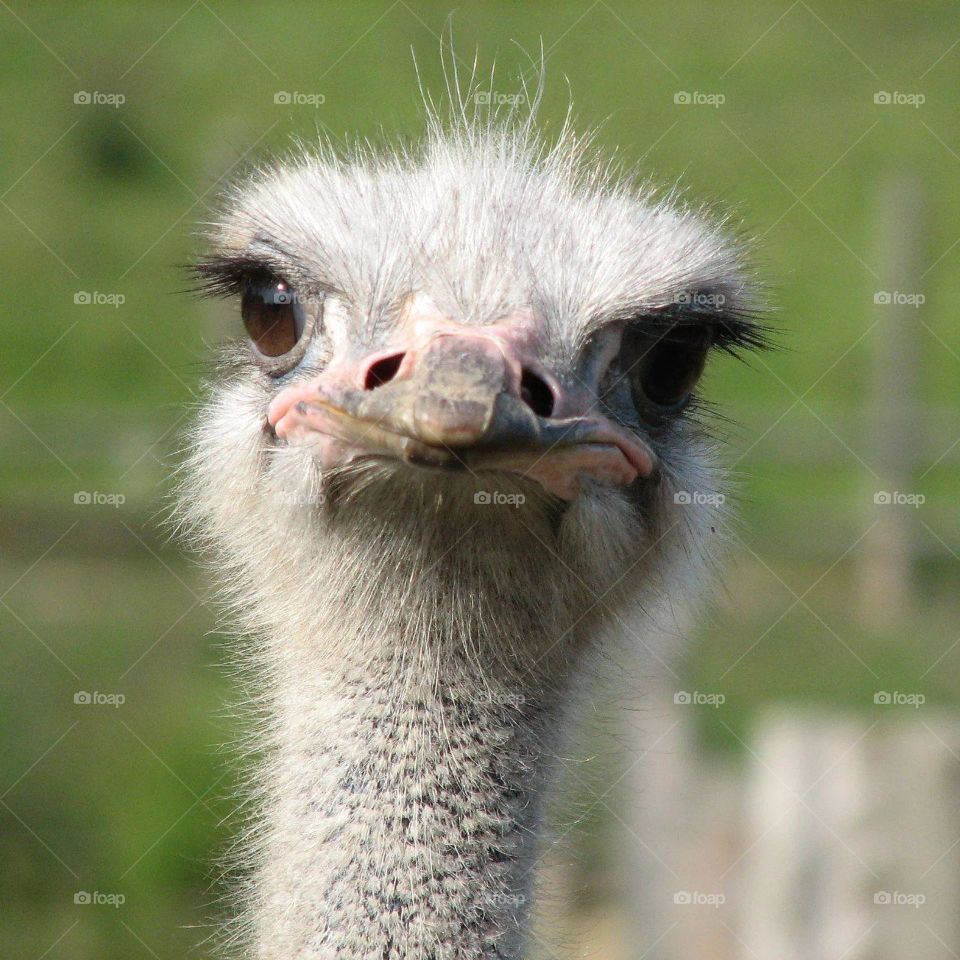 The ostrich has the largest eyes of all land creatures