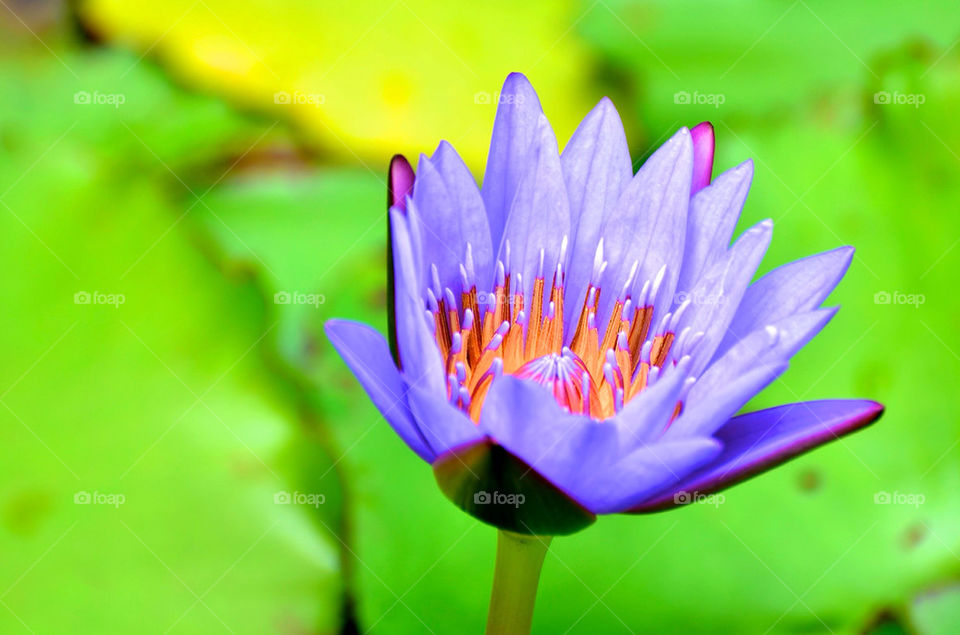 garden flower macro closeup by hkjohan