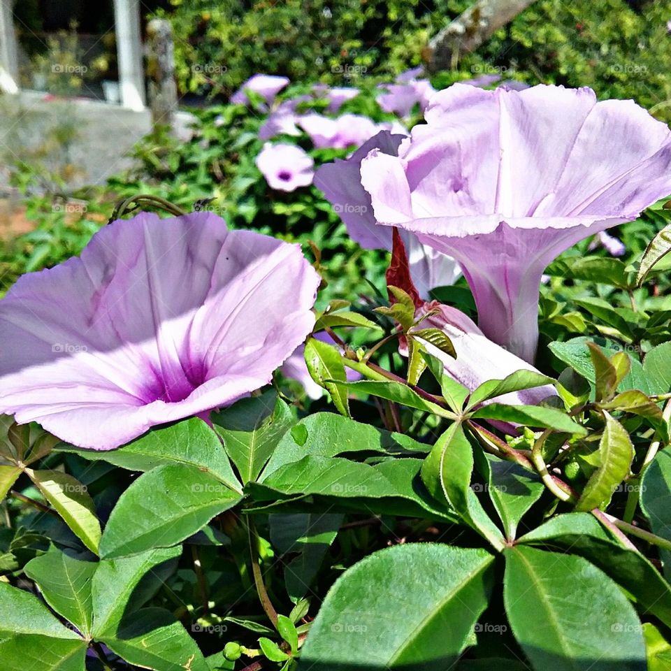 Frageis e molinhas flores lilases. Surgem antes do sol surgir e se escondem quando ele finalmente aparece.