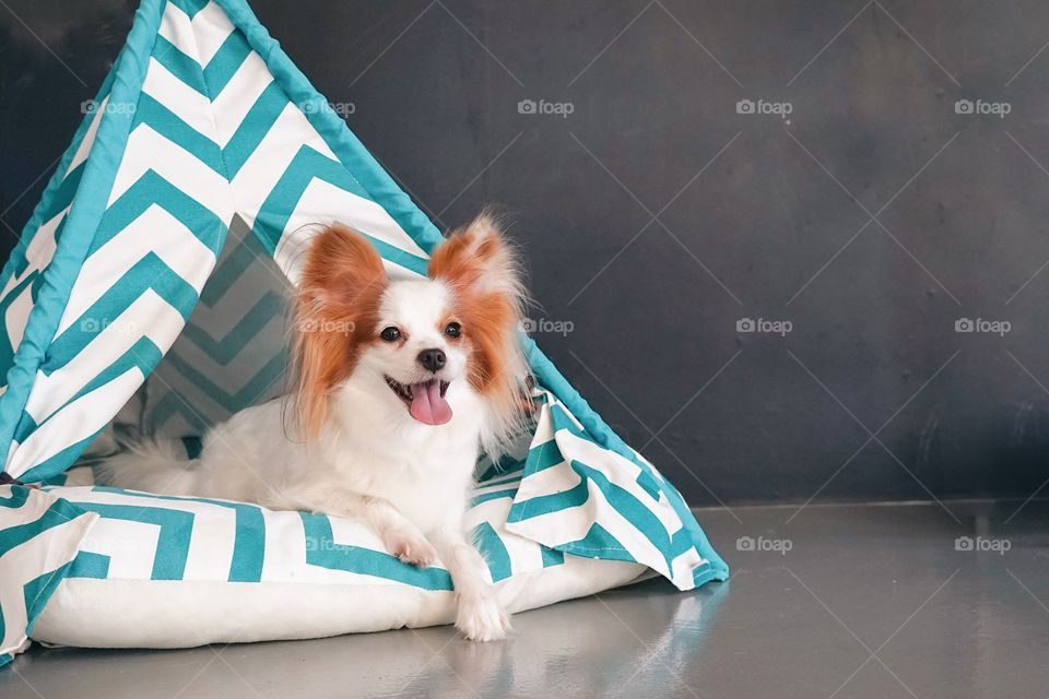 dog in teepee tent. Cute dog is lying in a small teepee tent for dog. Pure breed dog : Continental Toy Spaniel Papillon. Copy space on the right area.