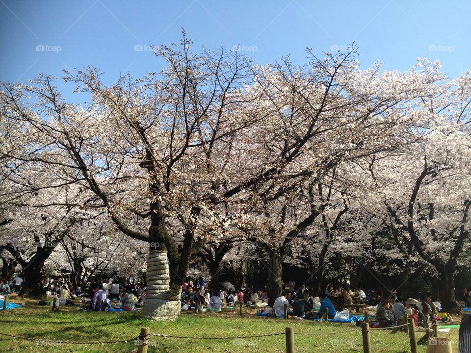 Hanami in yoyogi park