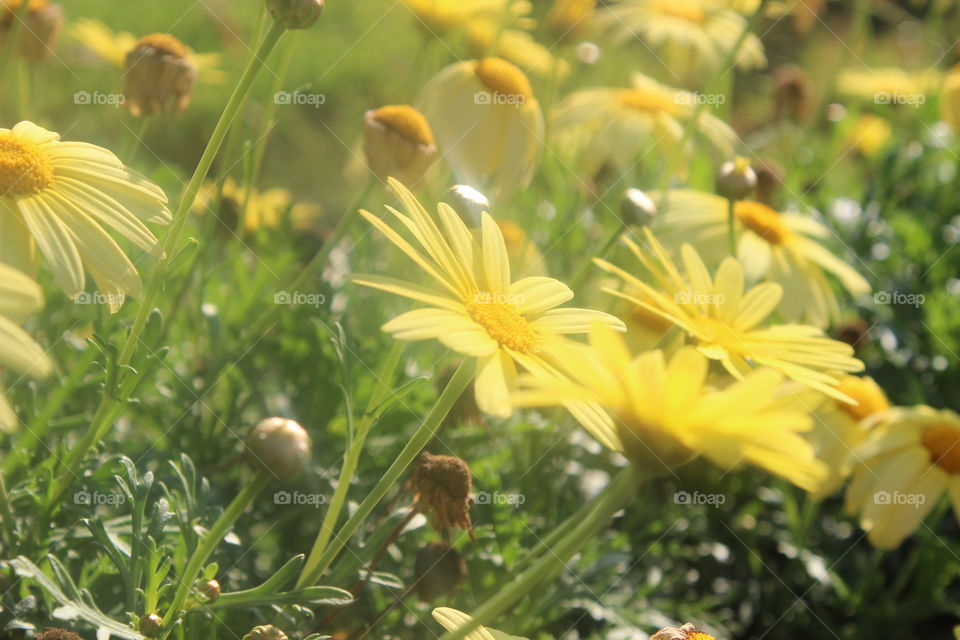 yellow flower. yellow flowers bloom in the summer