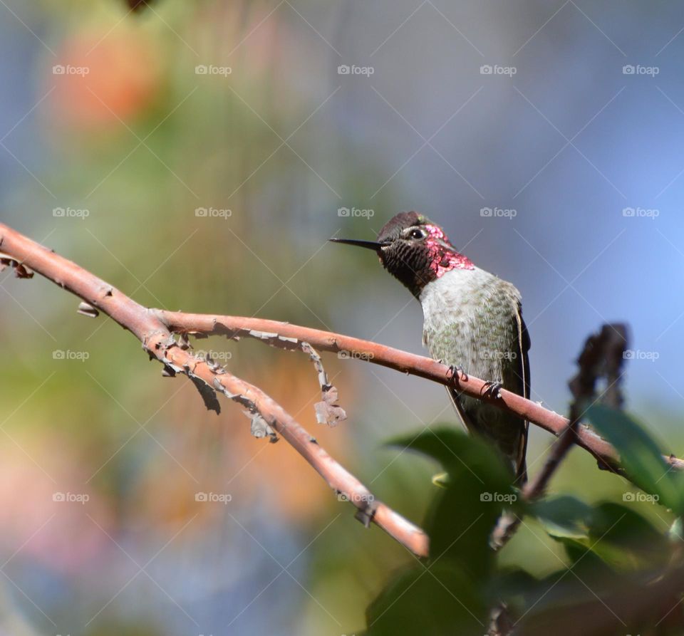 the beauty of a hummingbird at a Botanical Garden in Sacramento California