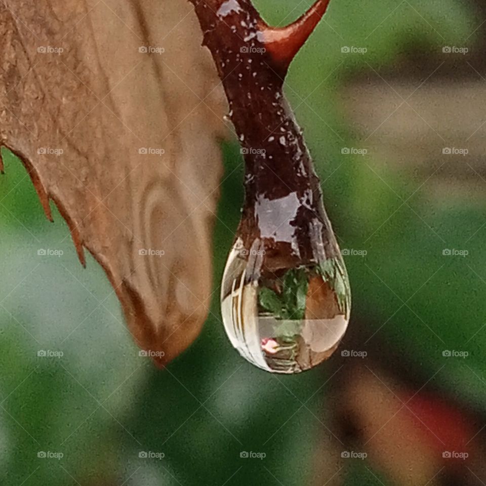 A drop of life