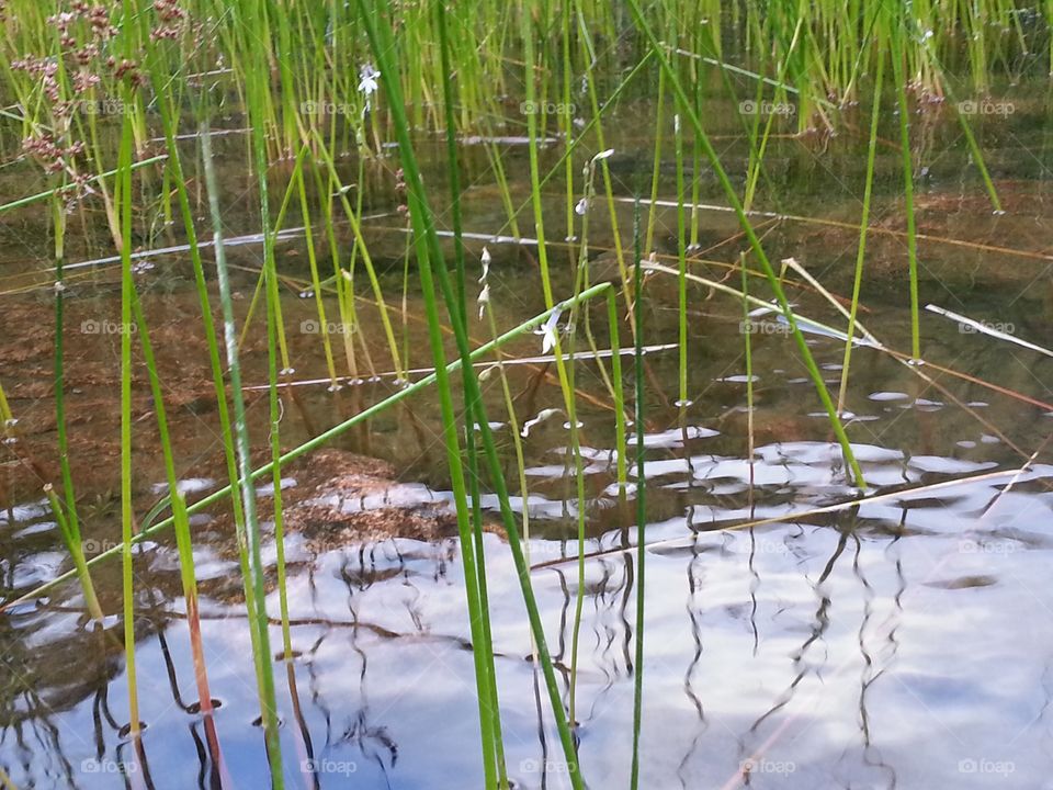 Grass reflection 