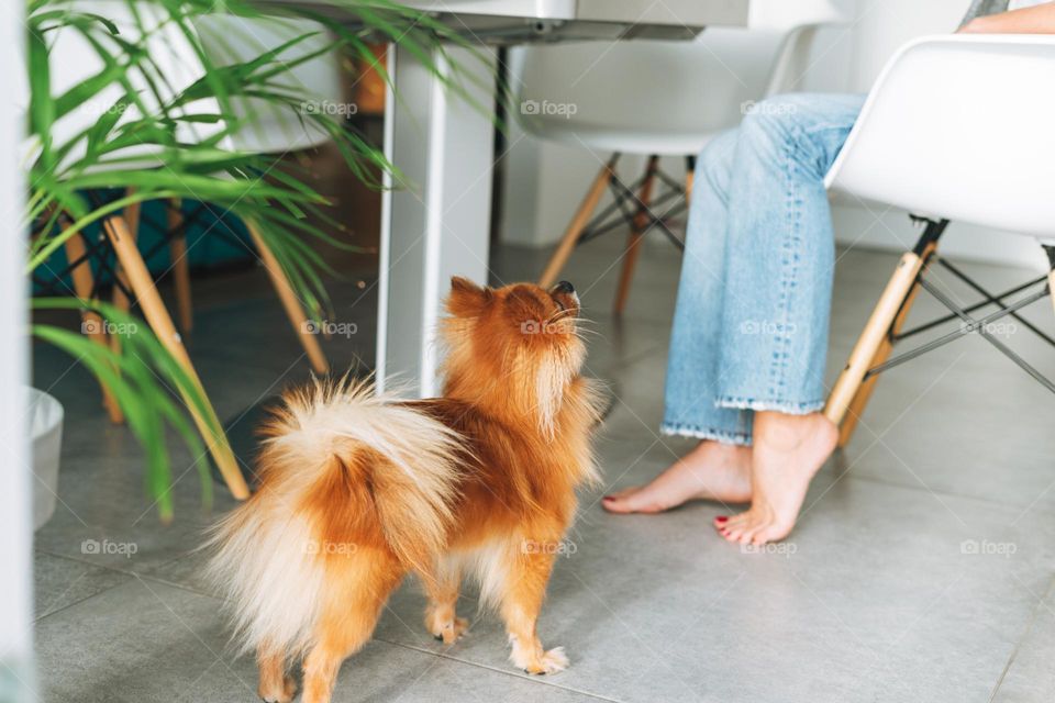 Red Pomeranian dog near young woman on the kitchen at home