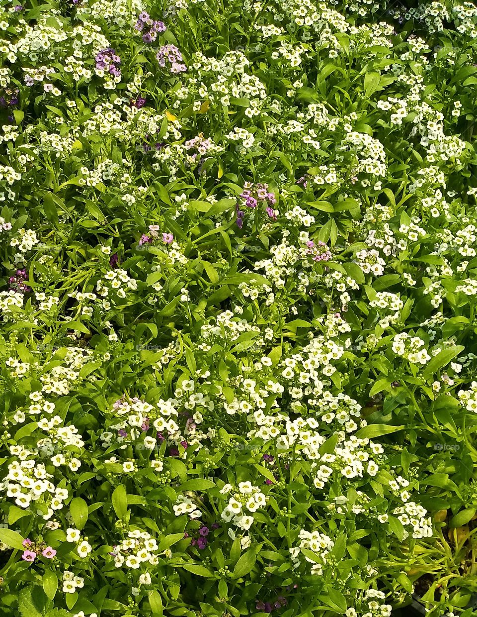 a patch of small four petaled white flowers