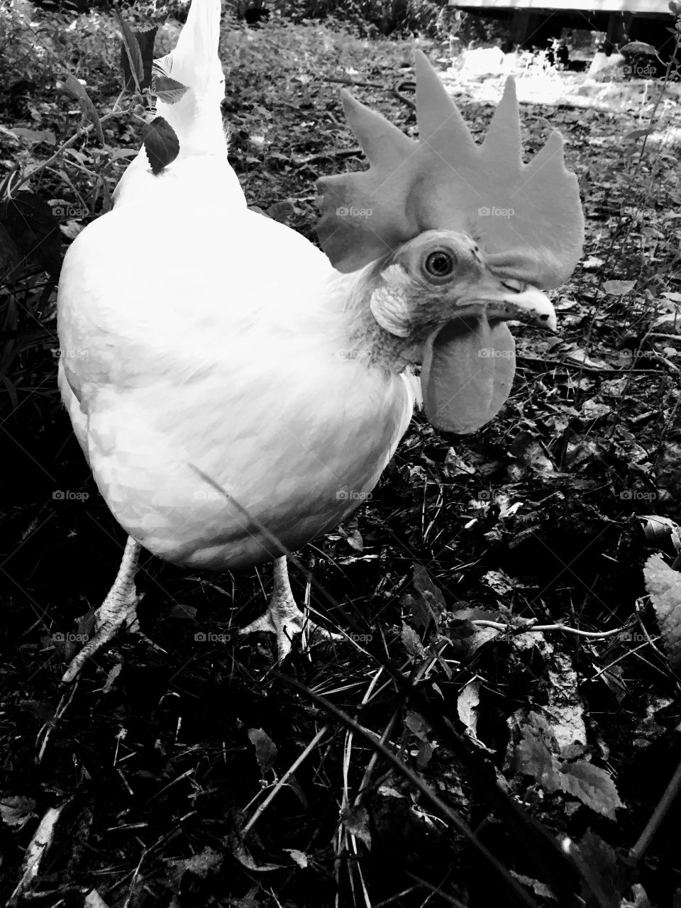 Black and white image of a white chicken. Looks like a rooster, but it’s a hen. 