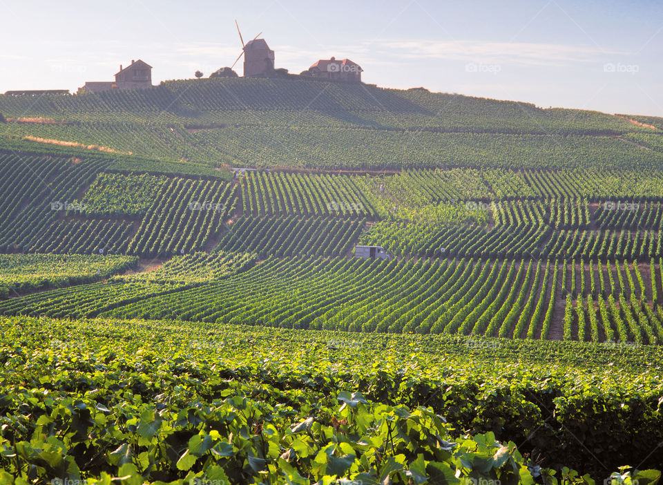 Champagne . Vineyards 