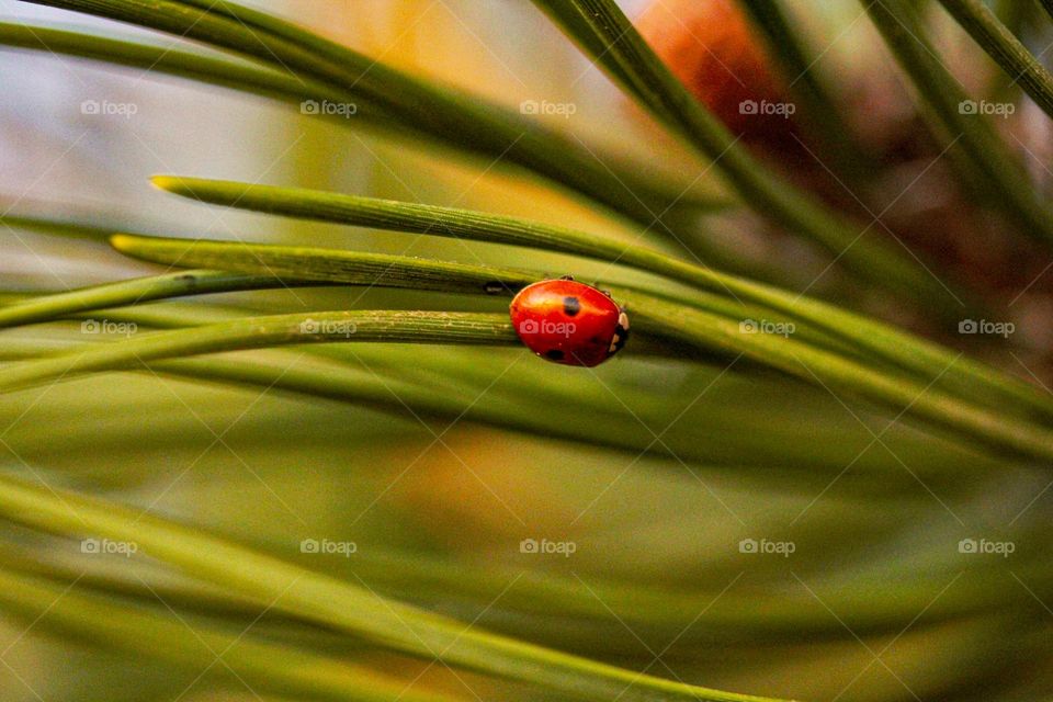 A ladybug at the grass